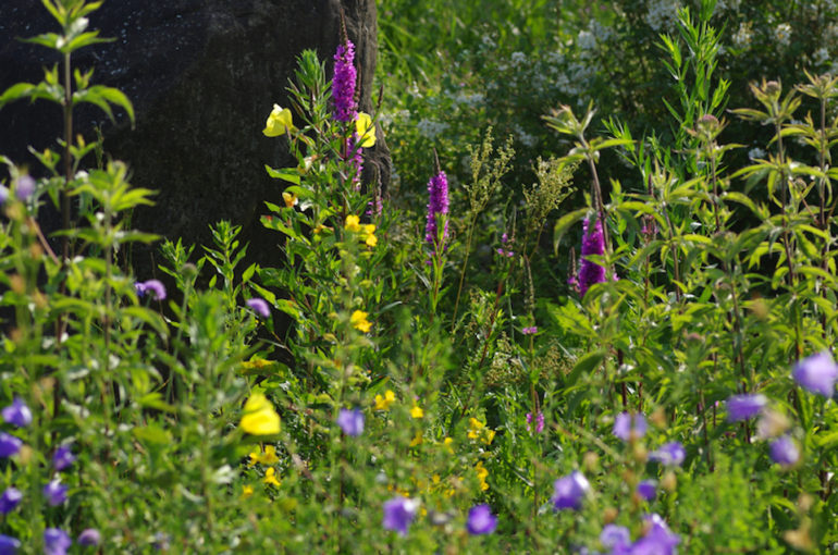 Aikido_Lythrum_salicaria_IMGP8561_web