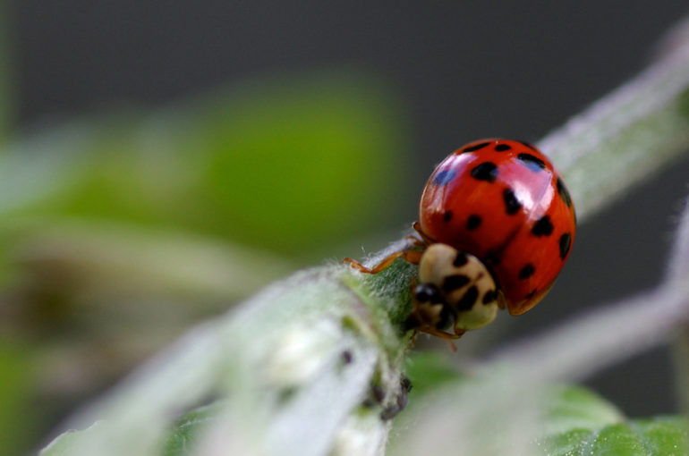 Harlekin_Marienkaefer_IMGP3345_web
