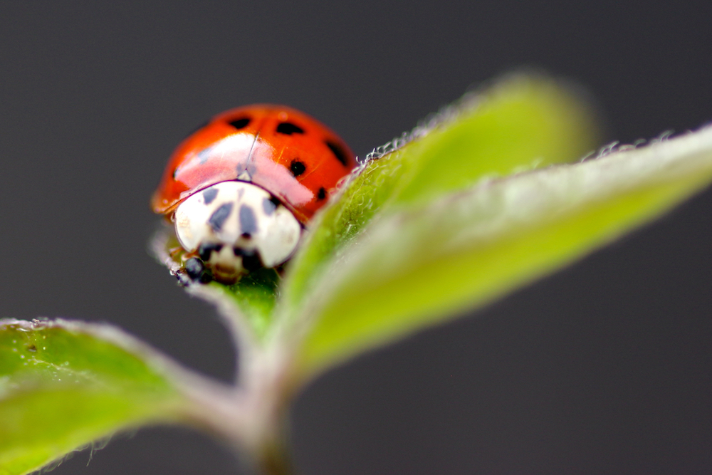 Harlekin_Marienkaefer_IMGP3359_web