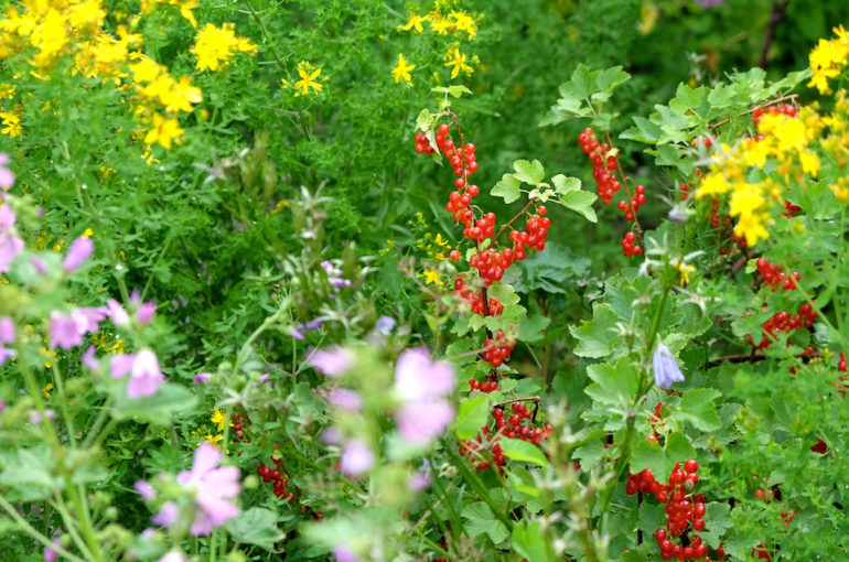 Johannisbeeren_zwischen_Stauden_DSCF2066_web