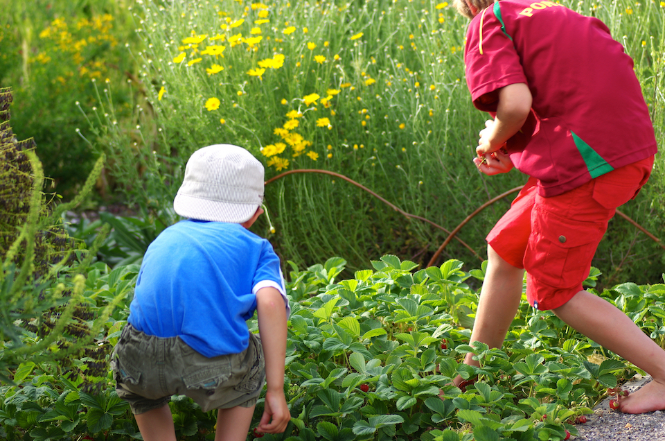Kinder_beim_Erdbeerernten_IMGP1701_web