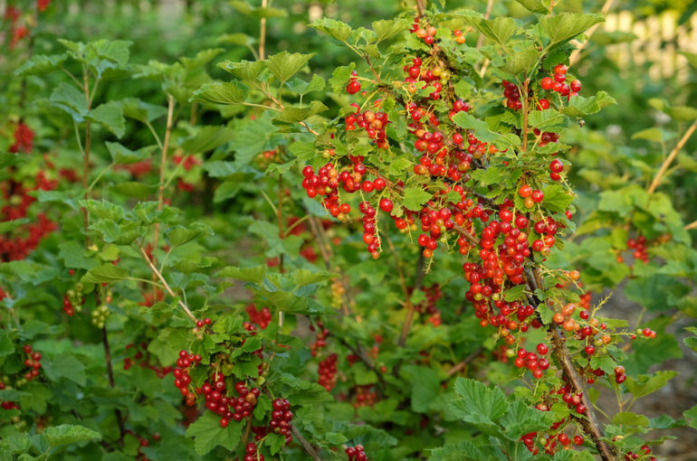 ProSpecieRara_Johannisbeeren_DSCF1641_web