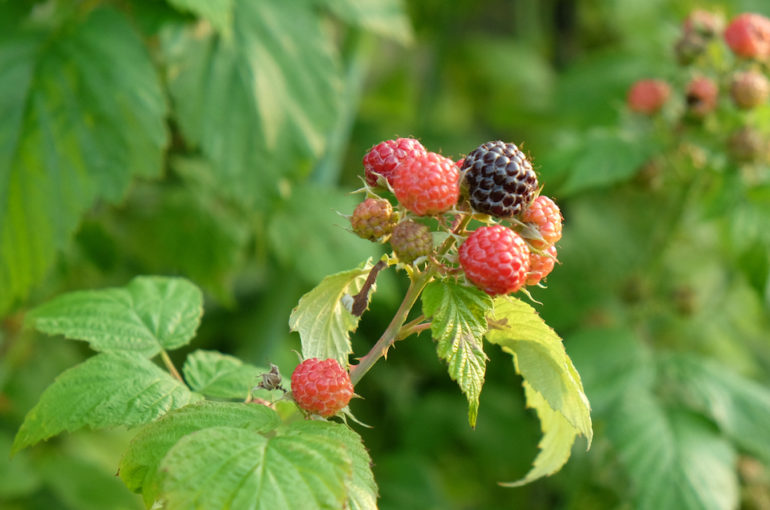 ProSpecieRara_Schwarze_Himbeeren_DSCF1640_web