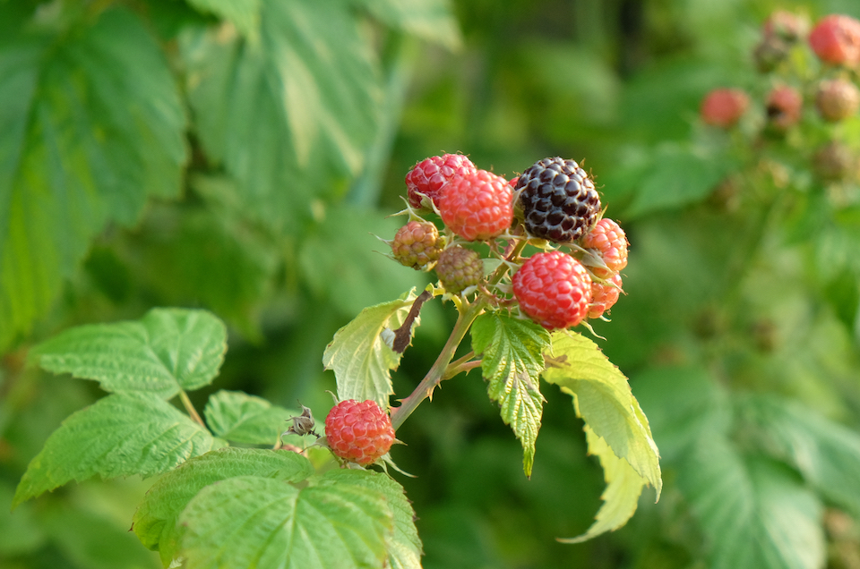 ProSpecieRara_Schwarze_Himbeeren_DSCF1640_web