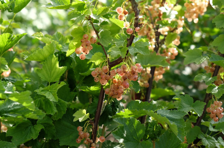 ProSpecieRara_Weisse_Johannisbeeren_DSCF2209_web