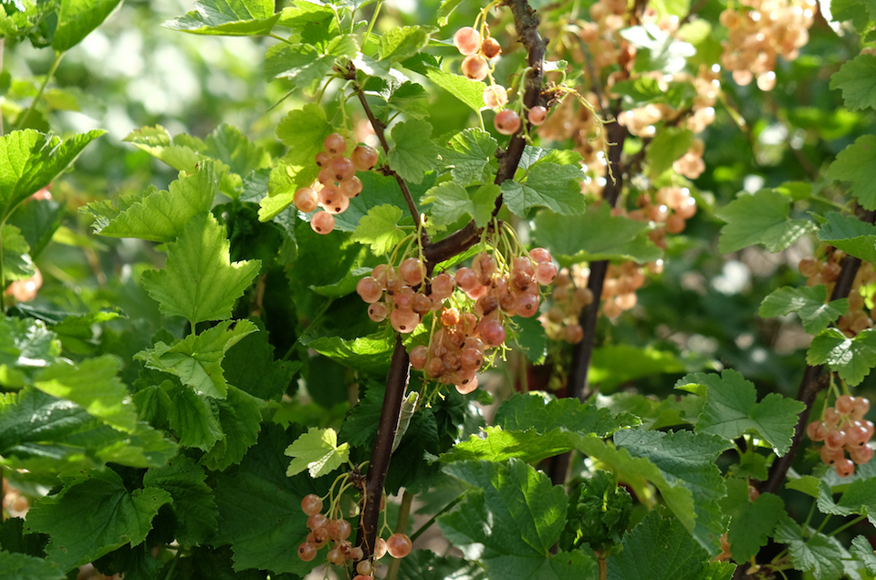 ProSpecieRara_Weisse_Johannisbeeren_DSCF2209_web