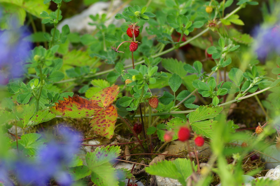 Walderdbeeren_IMGP8606_web