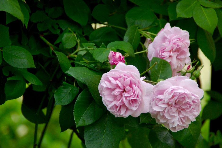 rosa_centifolia_fantin_latour_winkler_und_richard_rosenkurs_imgp7631