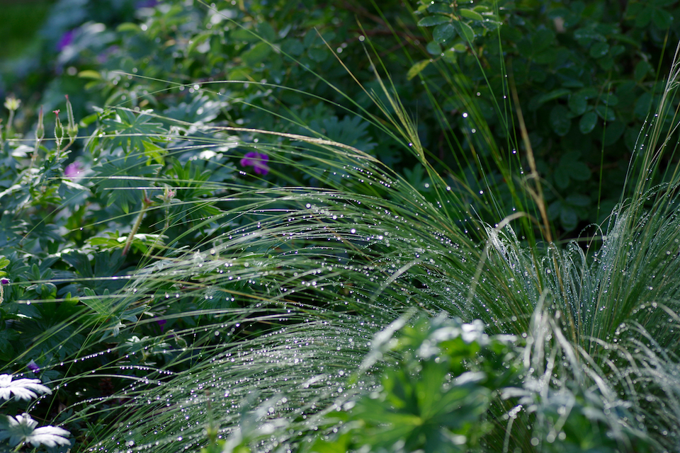 Winkler_Richard_Naturgarten_Tischhauser_Elgg_IMGP4442