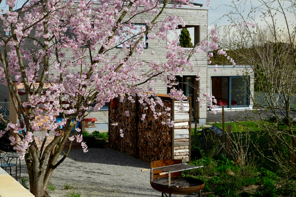 Winkler_Richard_Naturgarten_Zierkirsche_Prunus_Accolade_DSCF0002