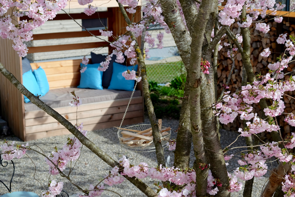 Winkler_Richard_Naturgarten_Zierkirsche_Prunus_Accolade_DSCF0007