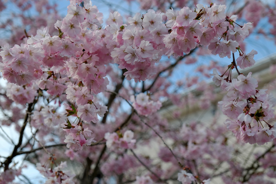 Winkler_Richard_Naturgarten_Zierkirsche_Prunus_Accolade_DSCF0010