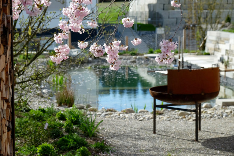 Winkler_Richard_Naturgarten_Zierkirsche_Prunus_Accolade_DSCF0014