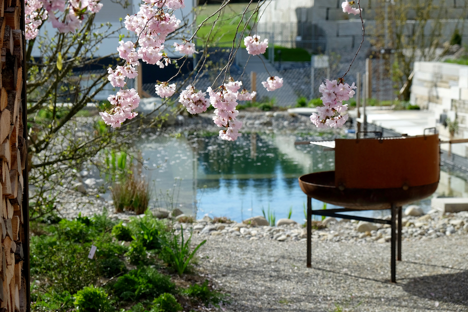 Winkler_Richard_Naturgarten_Zierkirsche_Prunus_Accolade_DSCF0014