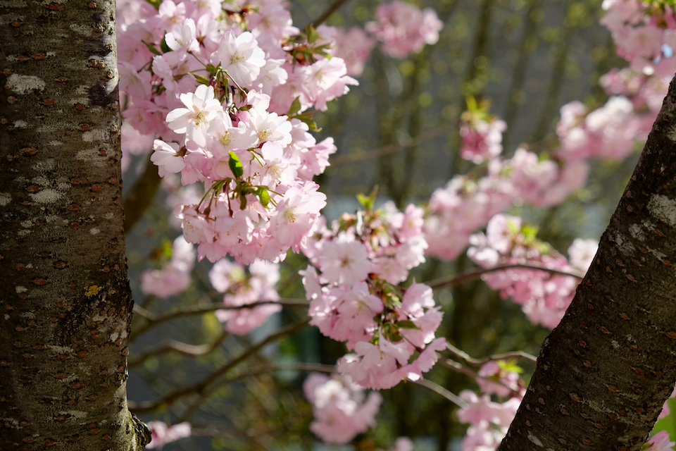 Winkler_Richard_Naturgarten_Zierkirsche_Prunus_Accolade_DSCF0019
