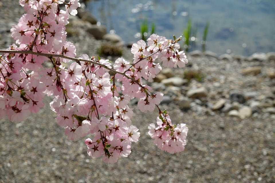 Winkler_Richard_Naturgarten_Zierkirsche_Prunus_Accolade_DSCF0020