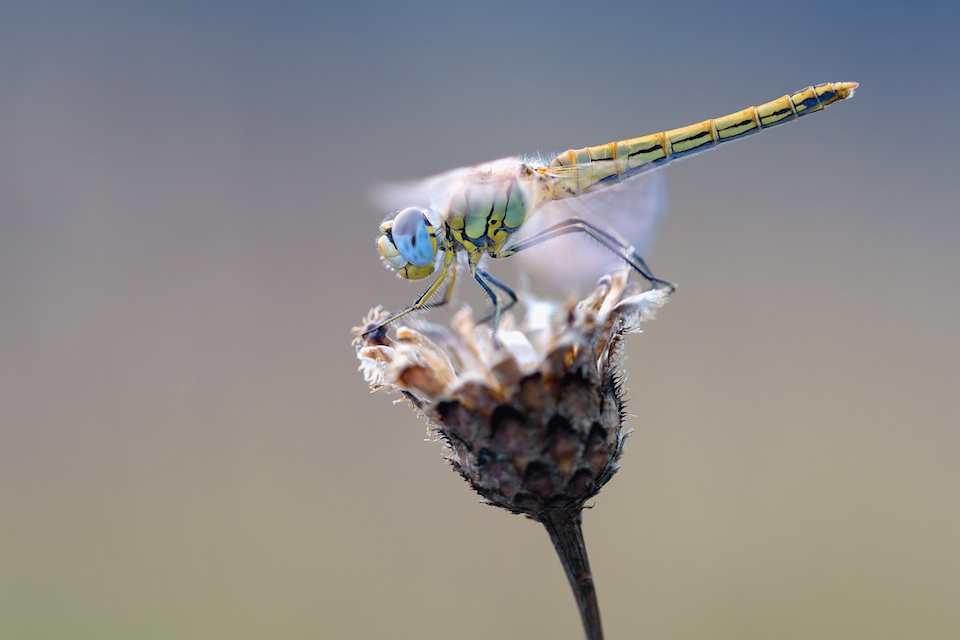 Winkler_Richard_Naturgarten_Petition_zum_Insektensterben1