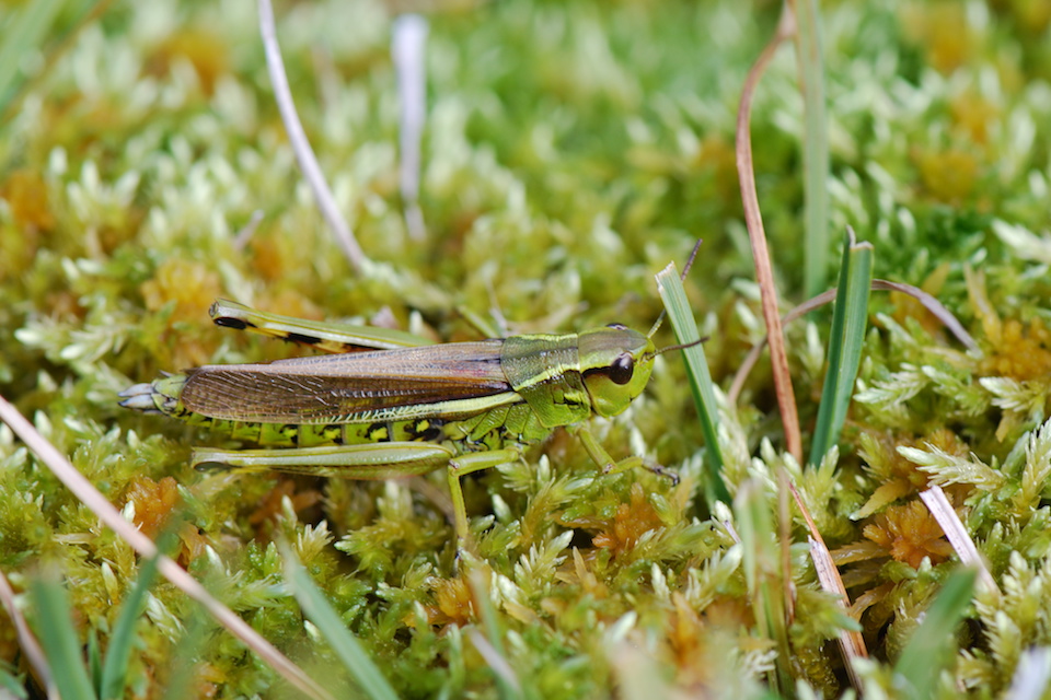 Winkler_Richard_Naturgarten_Petition_zum_Insektensterben3