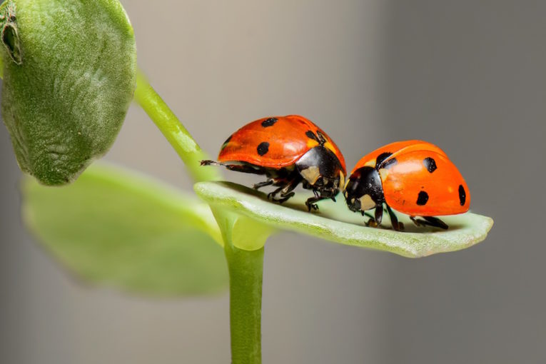 Winkler_Richard_Naturgarten_Petition_zum_Insektensterben4