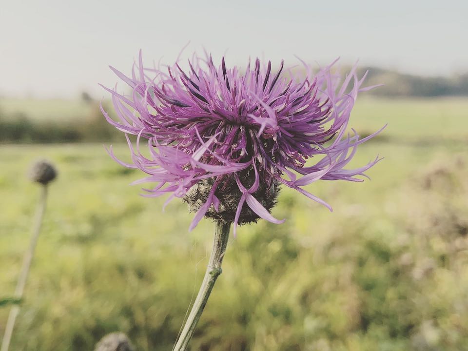 Livia_Hollenstein_Flockenblume_web