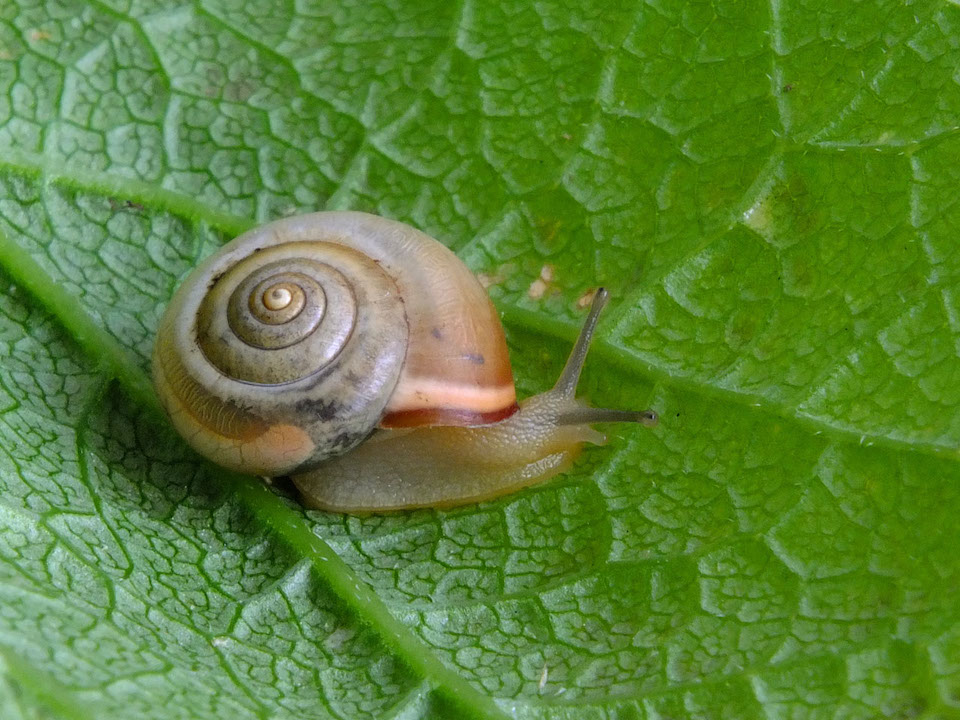 DSCF3898a_Die Kartäuserschnecke liebt warme Standorte