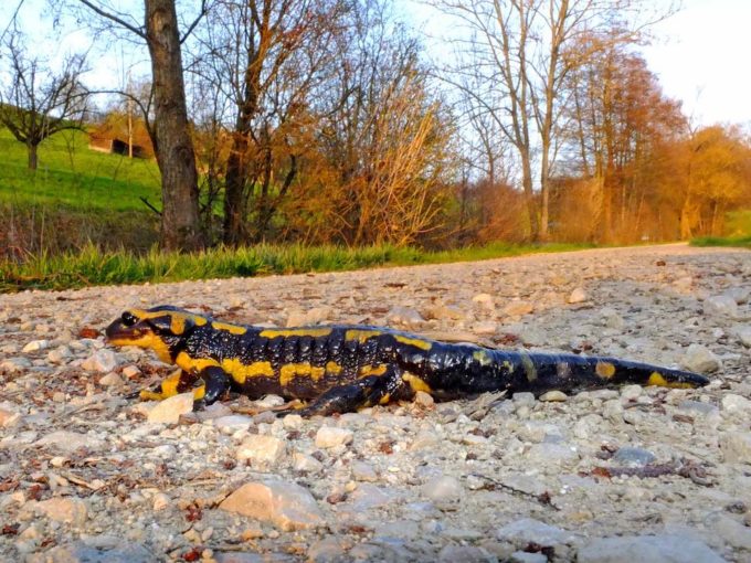 DSCF4545c_Feuersalamander auf dem Weg zum Baechlein