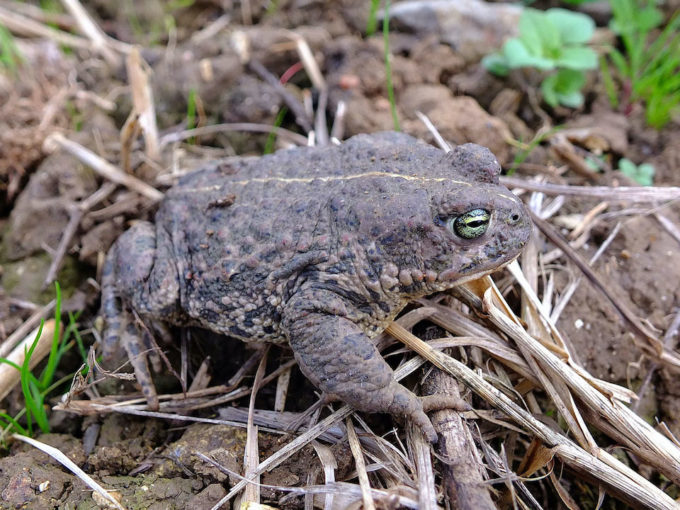 DSCF6393c_Die Kreuzkroete fuehlt sich wohl im Rebberg
