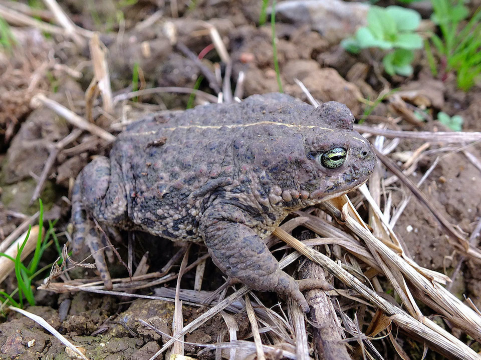 DSCF6393c_Die Kreuzkroete fuehlt sich wohl im Rebberg