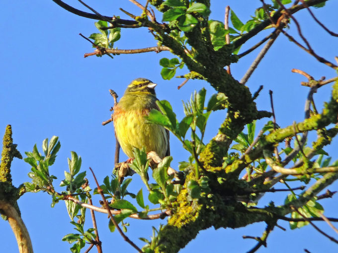 DSCF6669a_Zaunammer (M) auf ihrer Singwarte