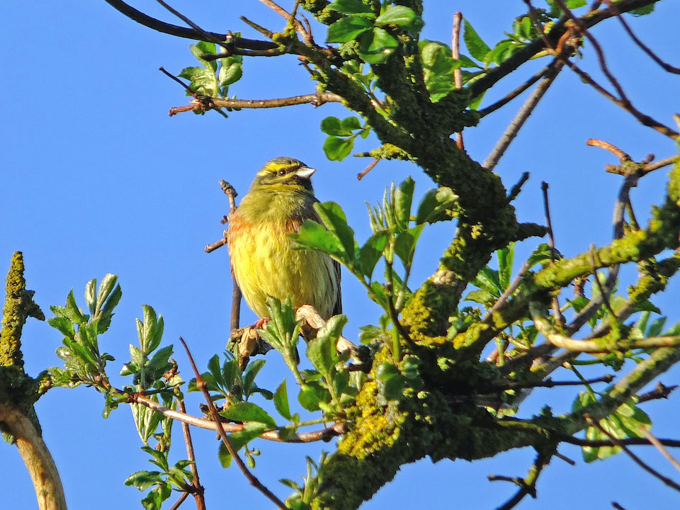 DSCF6669a_Zaunammer (M) auf ihrer Singwarte