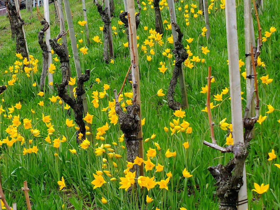 DSCF6685b_Weinberg-Tulpen