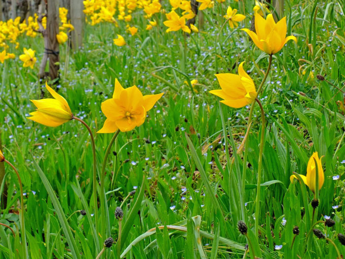 DSCF6686b_Weinbergtulpen