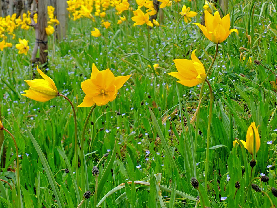 DSCF6686b_Weinbergtulpen