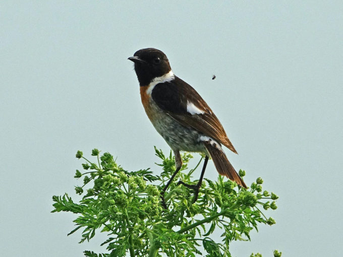 ERM03894a_Schwarzkehlchen (M) jagd Fluginsekten