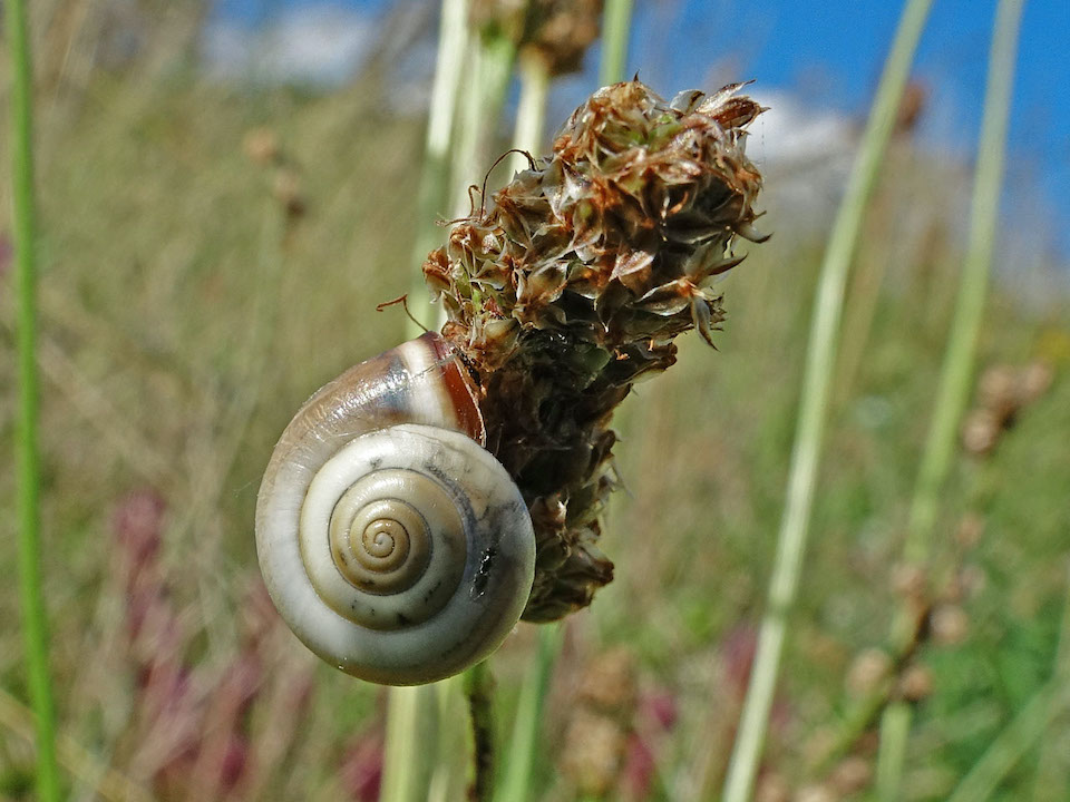 ERM04626b_Die Kartäuserschnecke liebt warme Standorte