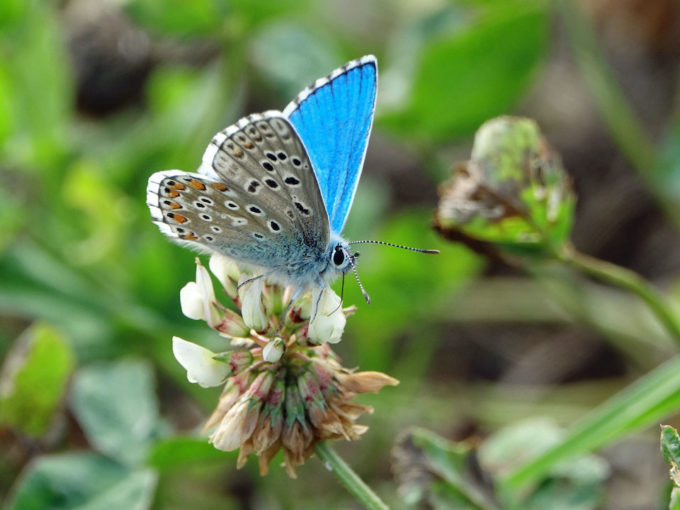 ERM05149b_Himmelblauer_Blaeuling