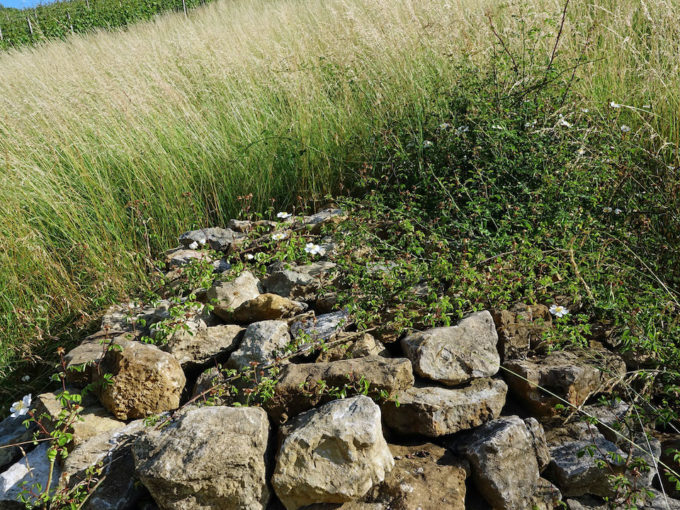 ERM08205a_Von Feldrosen ueberwachsen, damit sich nicht nur die Mauer-, sondern auch die Zauneidechse wohlfuehlt
