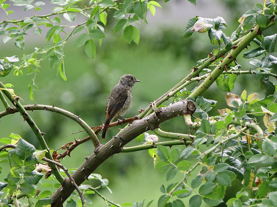 ERM08297a_Gartenrotschwanz_Jungvogel