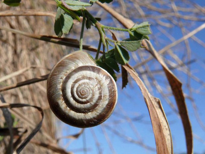 L1130549c_Gem._Heideschnecke