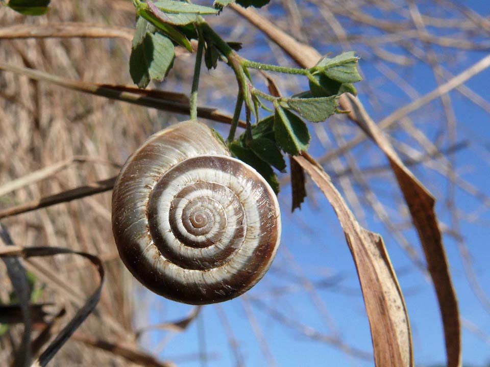 L1130549c_Gem._Heideschnecke