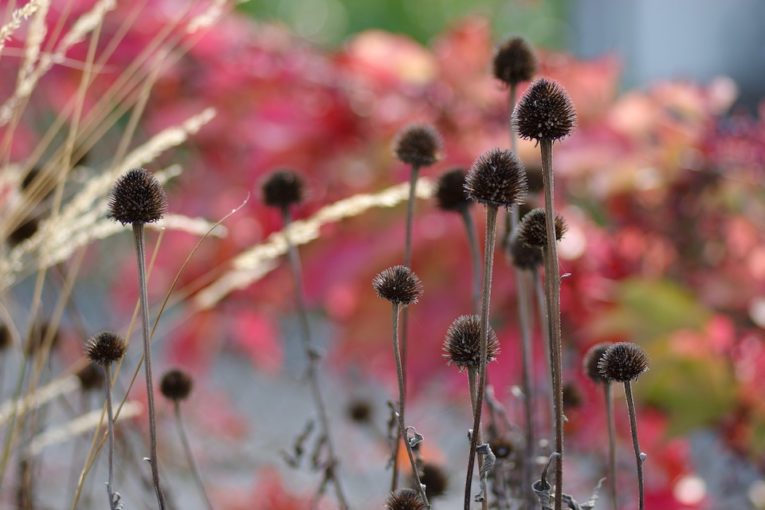 Winkler_Richard_Naturgarten_Gebert_Helenium_IMGP5402